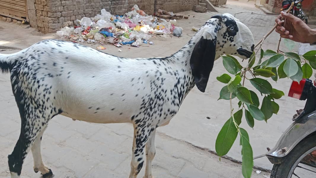 Donda bakra 2