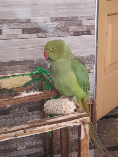 parrots. . parrot for sale