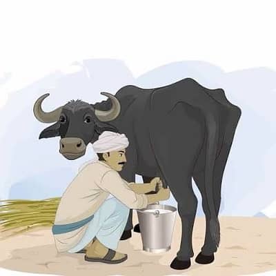بھینسوں کا دودھ دھونے کیلئے بندوں کی ضرورت ہے