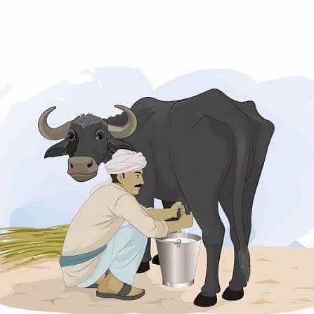 بھینسوں کا دودھ دھونے کیلئے بندوں کی ضرورت ہے 0