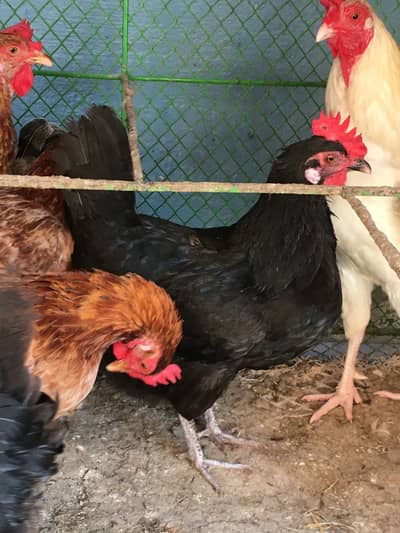 desi hens for sale fresh eggs laying hens starter hens