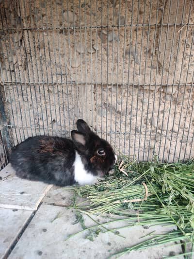 lionhead rabbits