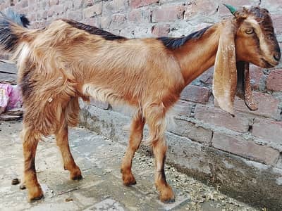 Goat farm