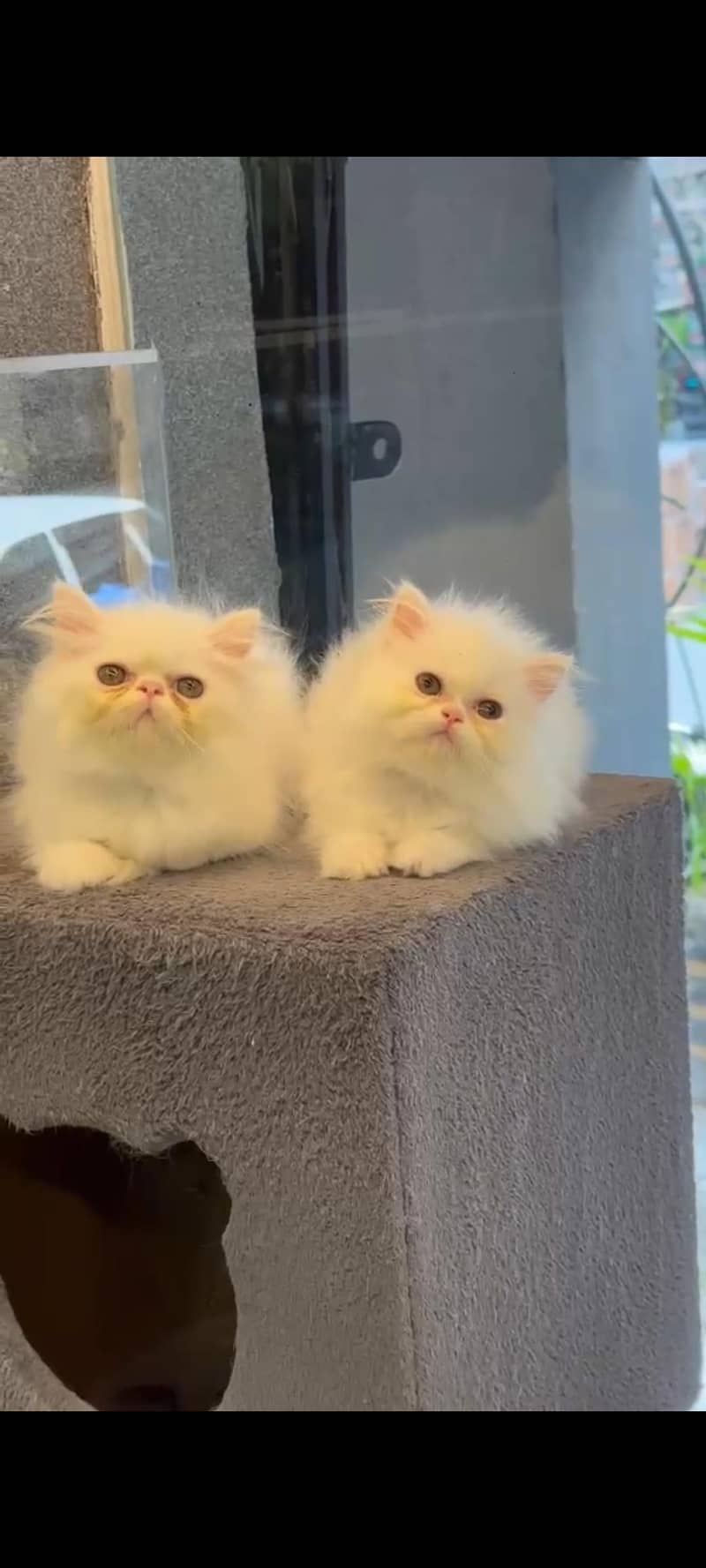 persian picky face kittens 1