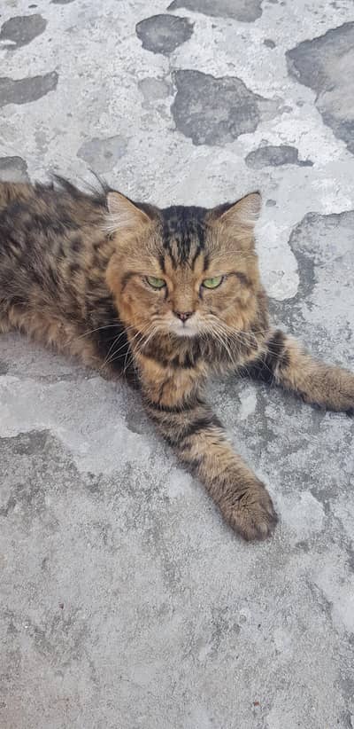 Siberian cat