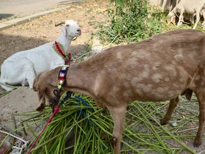 Healthy Bakri Desi/Teddy Cross for Sale-Fauji Color (Fully Vaccinated)