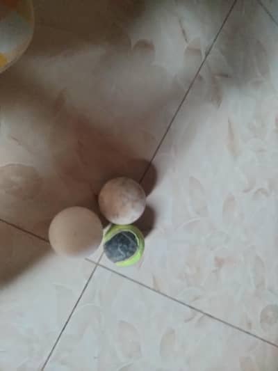 2 Hard Ball one Tennis ball