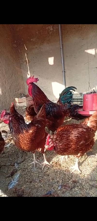 world's best breed RIR egg leying hens 5+1