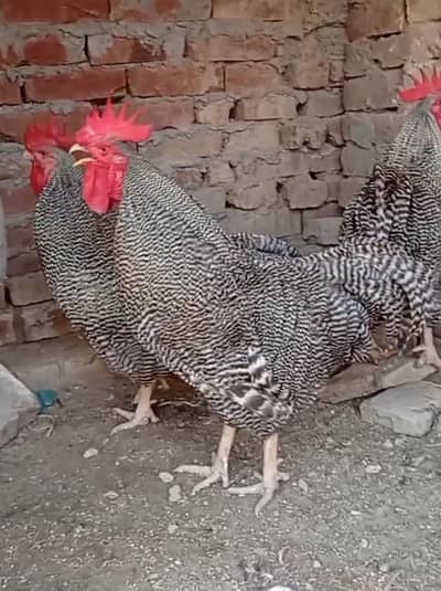 Plymouth rock heritage world's best dual purpose breed