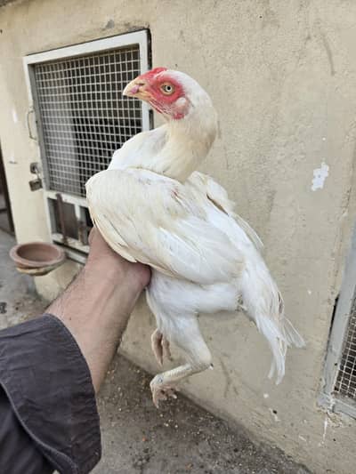 Quailty heera madi 4 sale