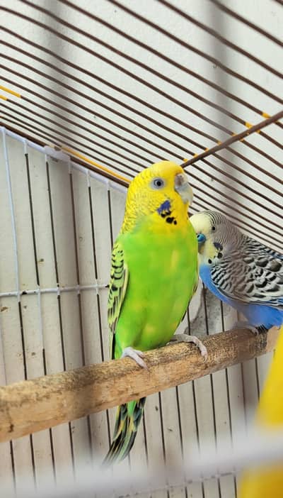 Breeding Budgies Pair + Red eye yellow babies for sale
