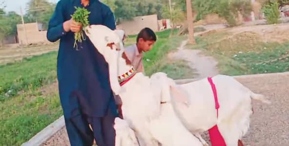 3 Bacchon Ka Sath Desi Bakri For Sale/ 03247915246