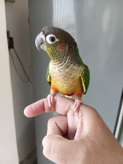 yellow sided green chick conure