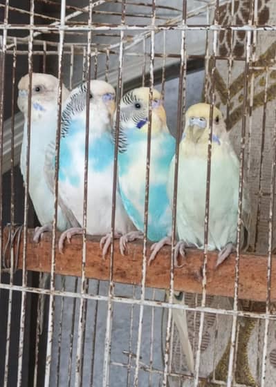 3 Pairs Budgies Breeder Pairs For Sale