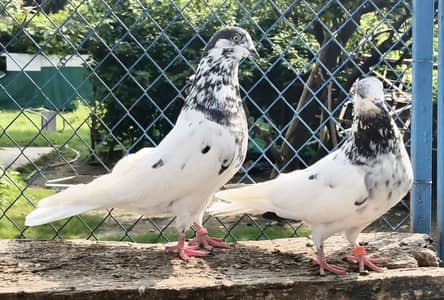 Batera sialkoti pair