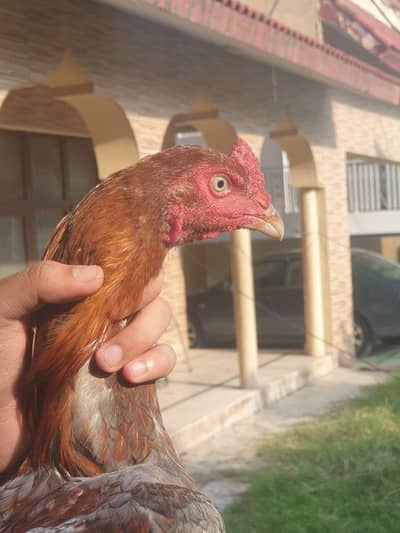pure mian wali breed male