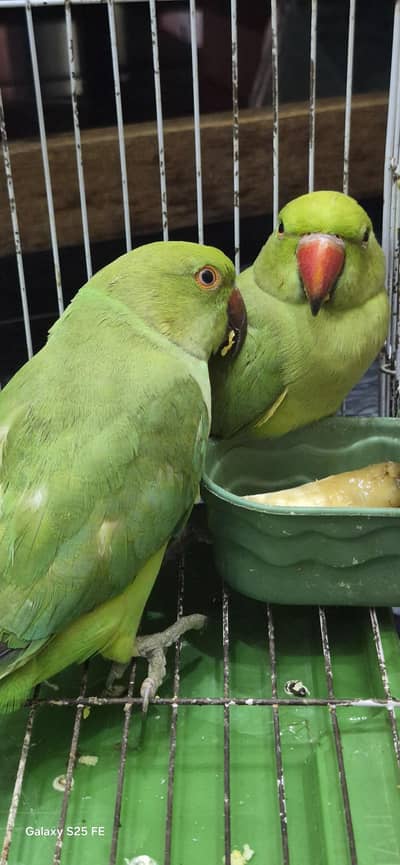 parrots