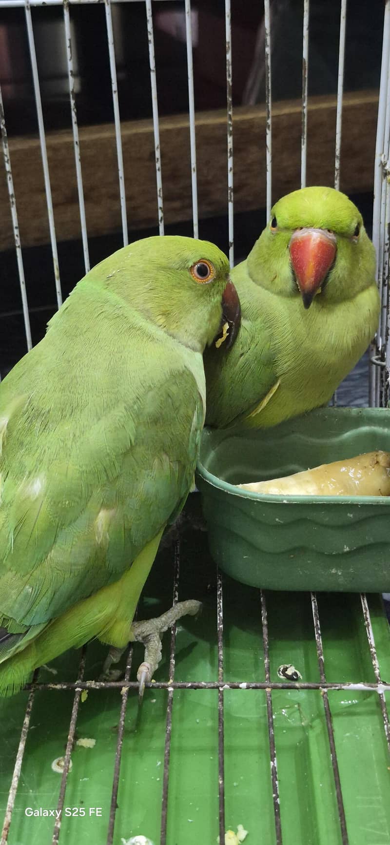 Green ringneck  parrots 0