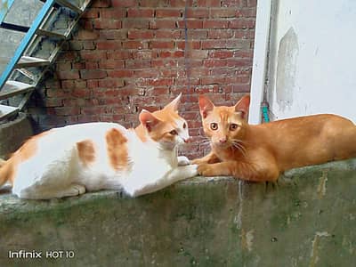 brown white 1 brown