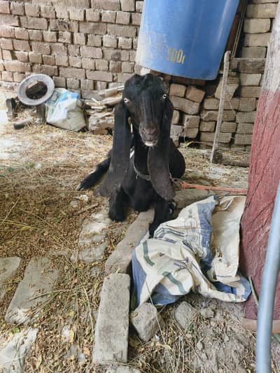 beetal goat
