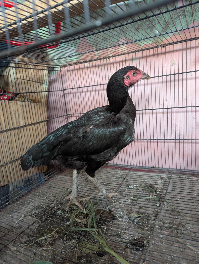 aseel Hen 0