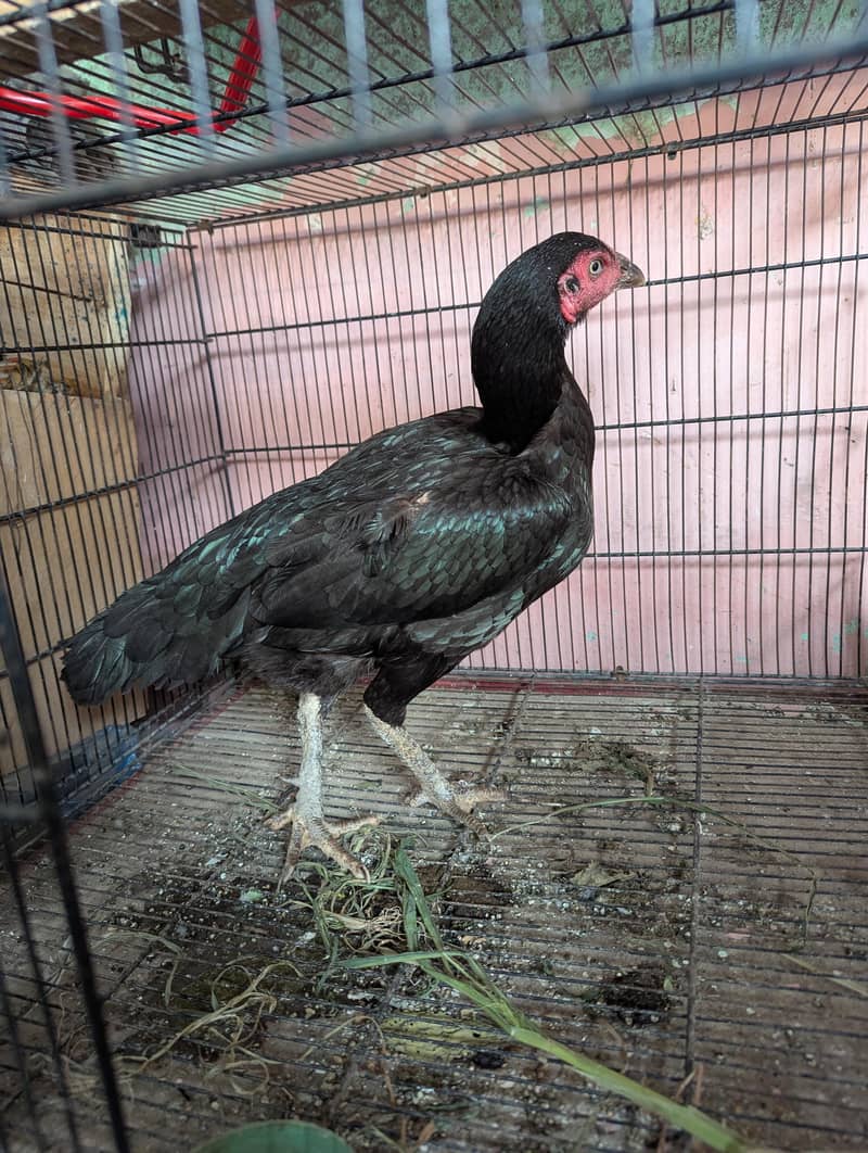 aseel Hen 1