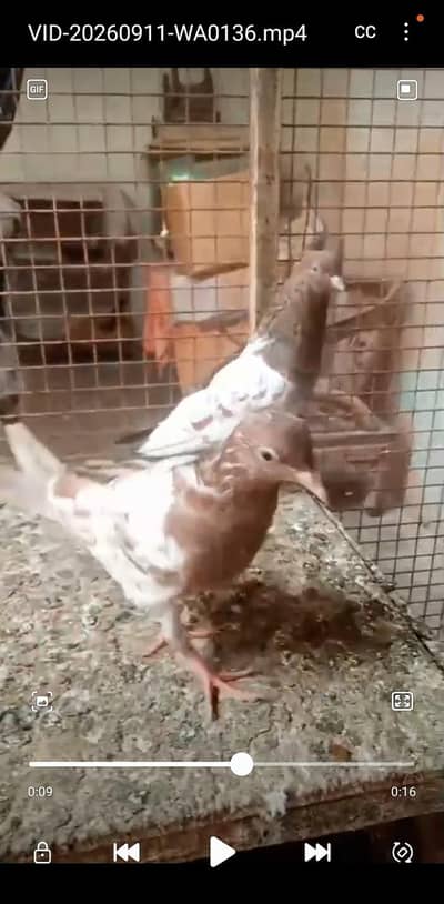 sentinate pair pigeon WhatsApp 03193750752