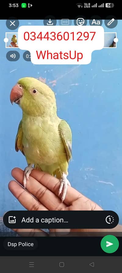 ring neck femele for sale Sami team