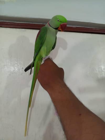 King size pahari tota