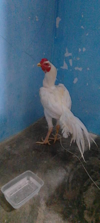 Heera aseel murgha paper white
