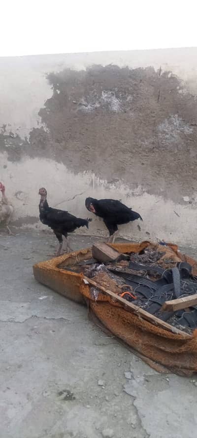 croess aseel hens