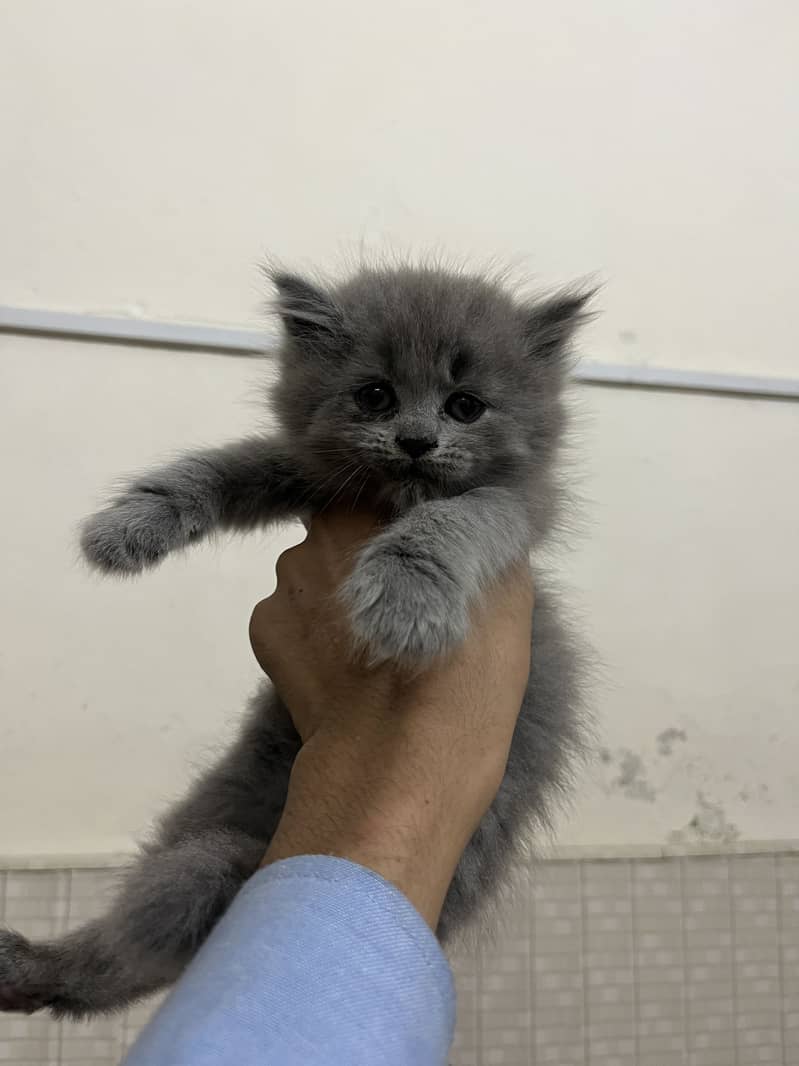 Persian 0