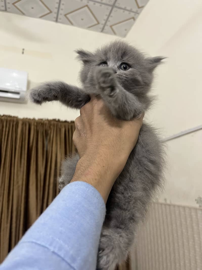 Persian 1