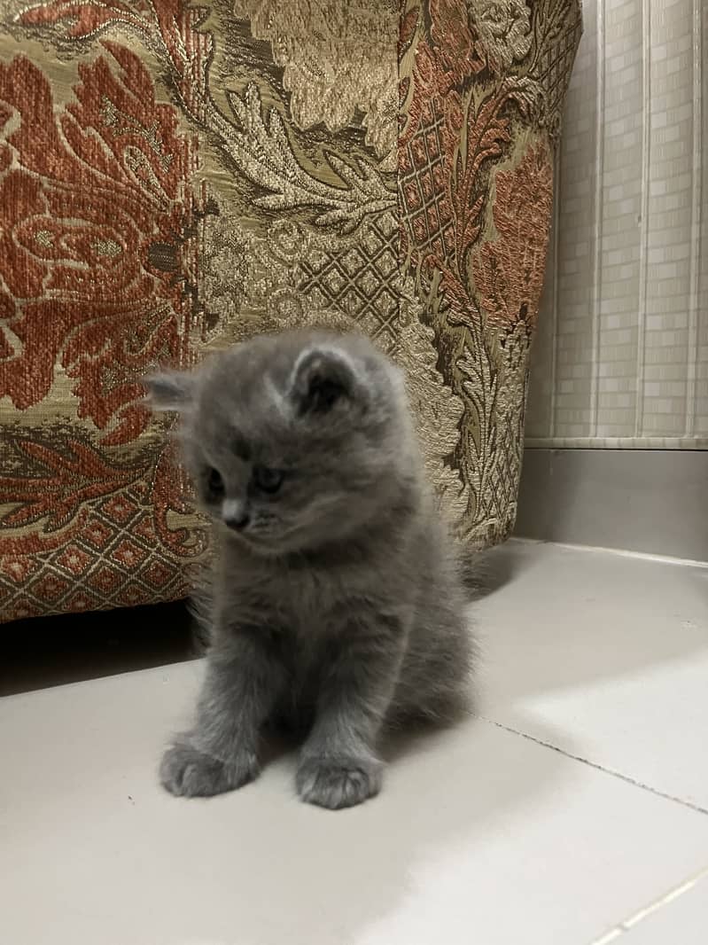 Persian 2