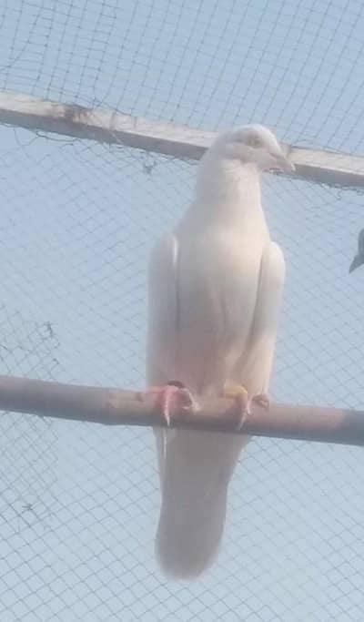 kabotar for sale