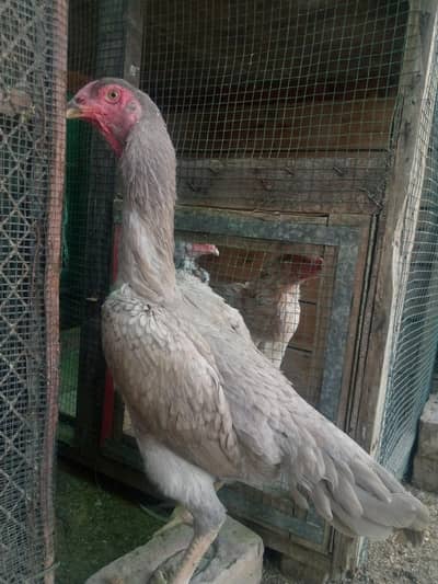 aseel shamo female