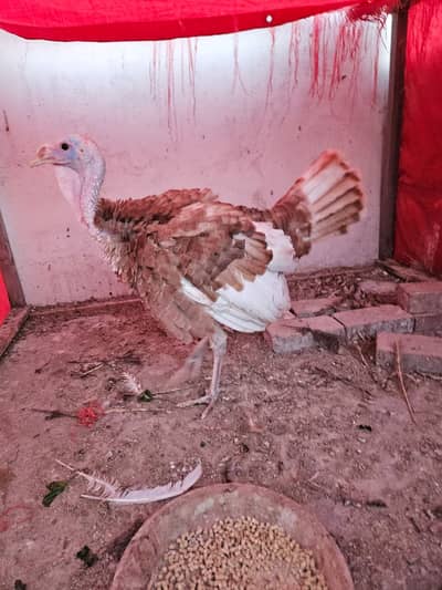 Turkey male