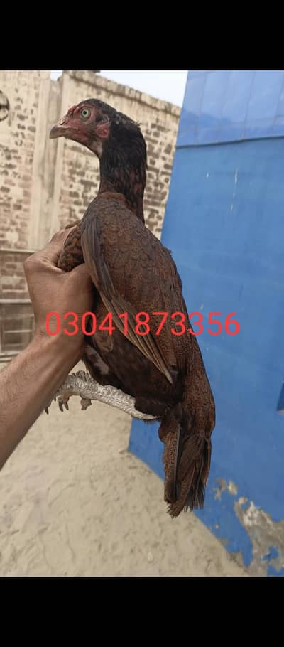 Aseel female
