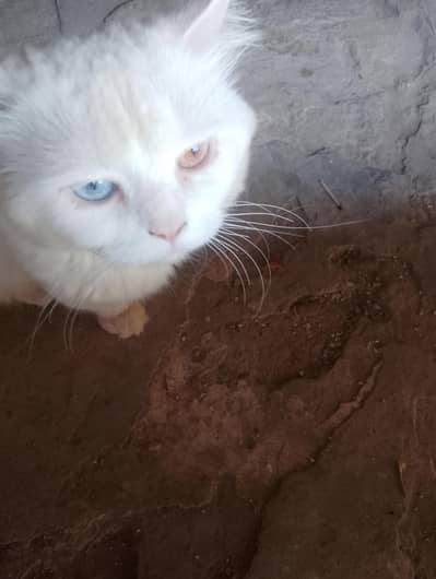 persion cat oodd eyes . . chk disruption
