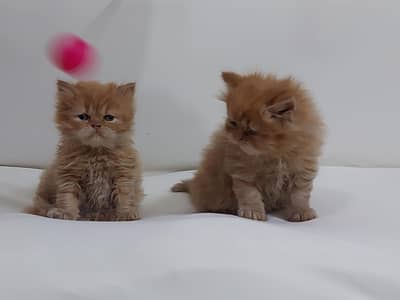 persian kittens avilble for sale