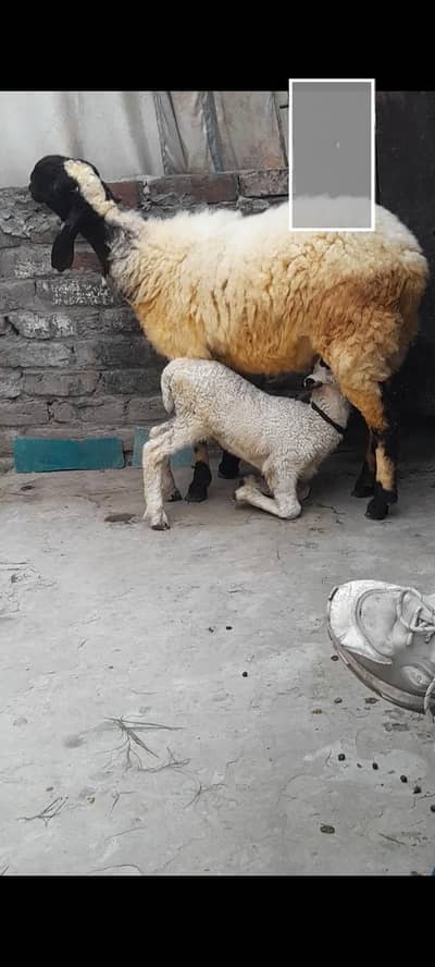 dasi sheep with male kid