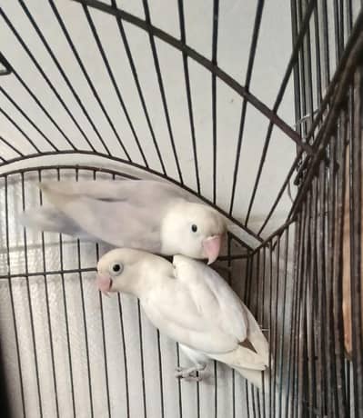 Albino Lovebird White Ino Lovebird pair for sale
