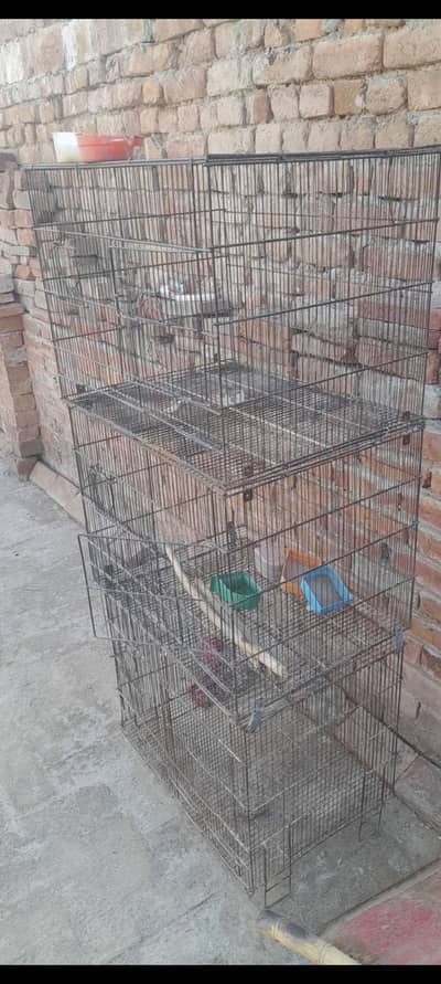 parrots cages