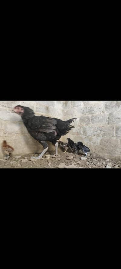 burmi female & dragon chicks 03314332019 whsatp