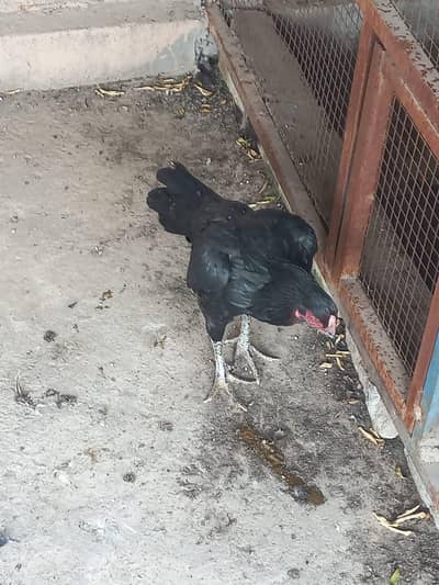 10 piece assel hens  urgent for sale