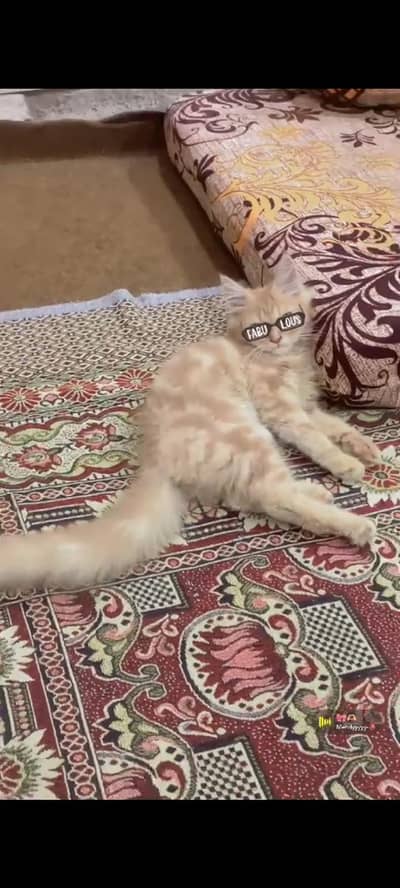 Percian Kitten Male Cat