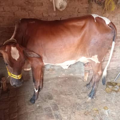 Cow for Sale