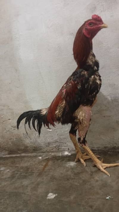Japanese Shamo murgiya for sale 03426711487