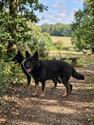 ddr shepherd