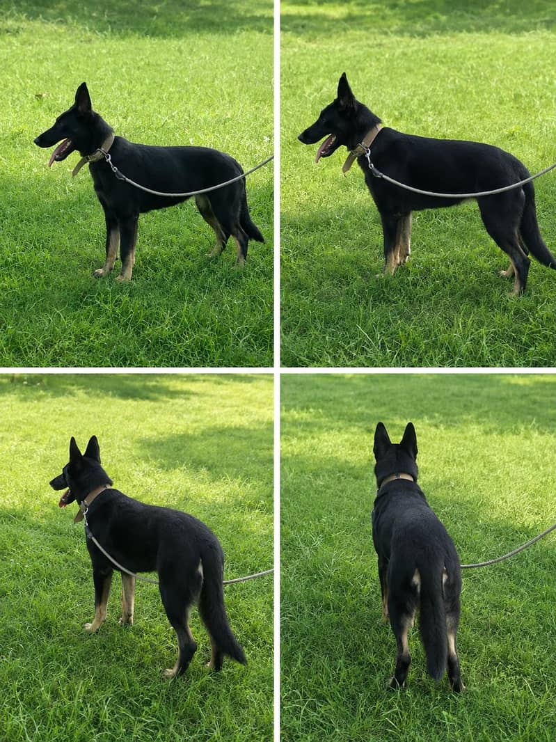 ddr shepherd 1
